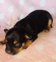 Sheba, a female Chihuahua for sale in Vilonia, AR – Photo 2 of 2