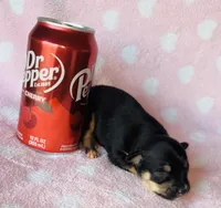 Sheba, a female Chihuahua for sale in Vilonia, AR – Photo 1 of 2