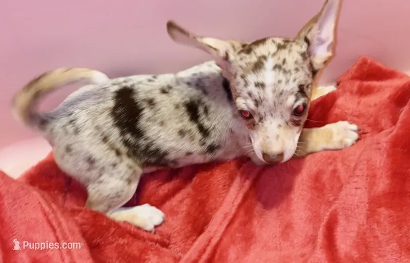 Pluto – Chihuahua puppy for sale in Vilonia, AR