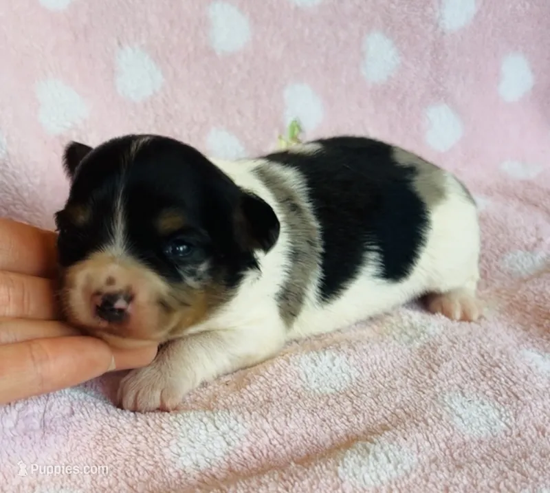 Gizmo – Chihuahua puppy for sale in Vilonia, AR
