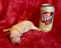 Gold Chain , a male Miniature Dachshund for sale in Vilonia, AR – 2 of 2