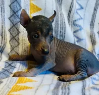 Sarge, a male Chinese Crested and Miniature Pinscher for sale in Vilonia, AR – 2 of 3