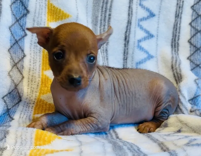 Reba  – Chinese Crested, Miniature Pinscher puppy for sale in Vilonia, AR