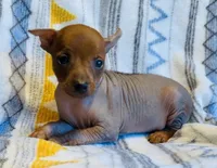 Reba , a female Chinese Crested and Miniature Pinscher for sale in Vilonia, AR – 1 of 3