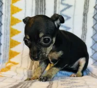 Cricket, a female Chihuahua for sale in Vilonia, AR – 3 of 5