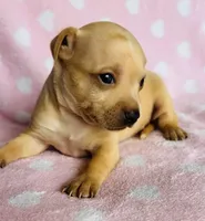 Josie, a female Chihuahua for sale in Vilonia, AR – Photo 1 of 2