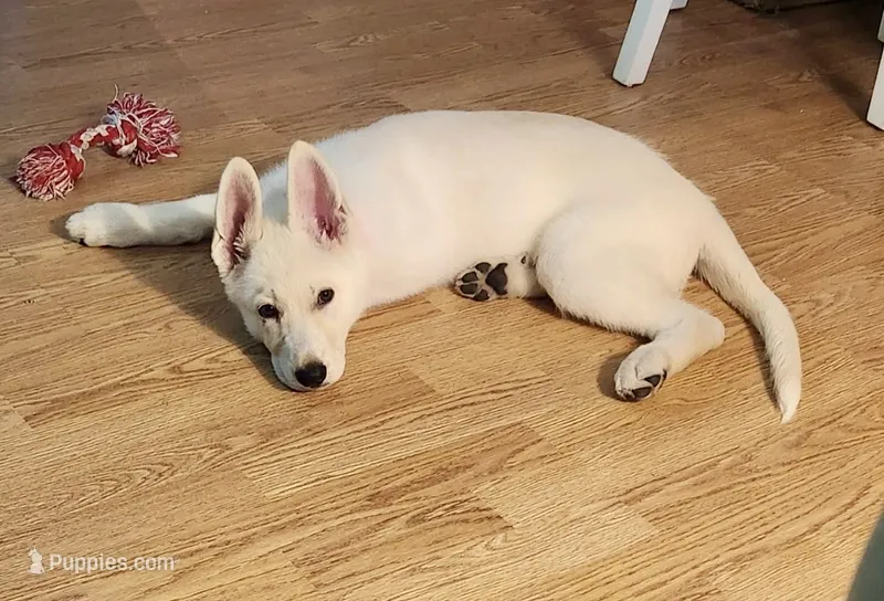 Angel – German Shepherd Dog puppy for sale in Vilonia, AR