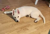 Angel, a female German Shepherd Dog for sale in Vilonia, AR – 1 of 4