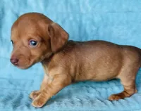 Red, a female Miniature Dachshund for sale in Vilonia, AR – Photo 1 of 2
