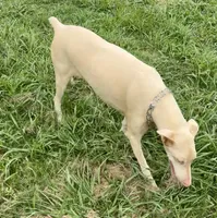 Ava, a female Doberman Pinscher for sale in Vilonia, AR – 3 of 3
