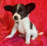 Stitch, a male Chihuahua for sale in Vilonia, AR – 5 of 5