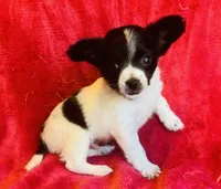 Stitch, a male Chihuahua for sale in Vilonia, AR – 4 of 5