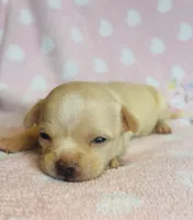 Rose, a female Chihuahua for sale in Vilonia, AR – 4 of 4