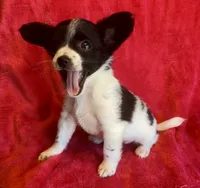Stitch, a male Chihuahua for sale in Vilonia, AR – 3 of 5