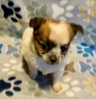 Biscuit , a male Chihuahua for sale in Vilonia, AR – 2 of 10