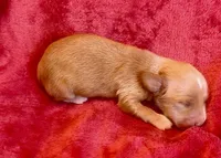 Popcorn, a male Miniature Dachshund for sale in Vilonia, AR – 2 of 2