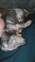 Benjamin, a male Miniature Dachshund for sale in Vilonia, AR – 2 of 3