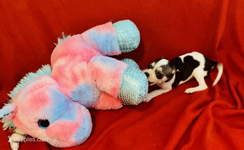 Trish – Chihuahua puppy for sale in Vilonia, AR
