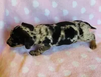 Spots, a male Miniature Dachshund for sale in Vilonia, AR – Photo 4 of 4