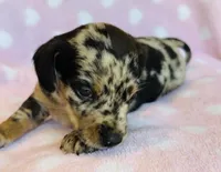 Spots, a male Miniature Dachshund for sale in Vilonia, AR – Photo 3 of 4