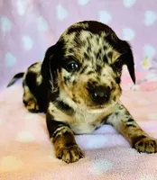 Spots, a male Miniature Dachshund for sale in Vilonia, AR – Photo 2 of 4