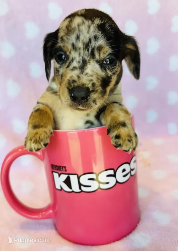 Spots – Miniature Dachshund puppy for sale in Vilonia, AR