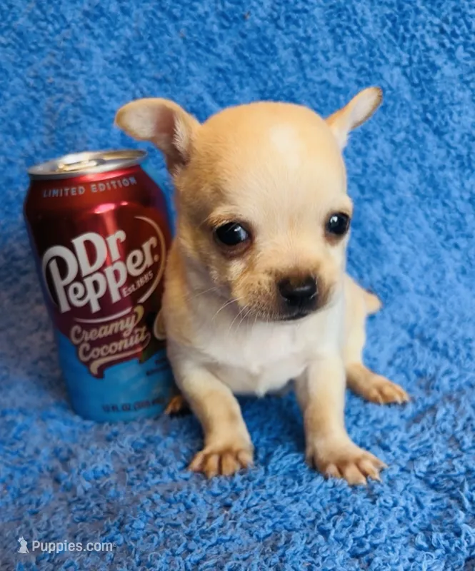 Sunny – Chihuahua puppy for sale in Vilonia, AR