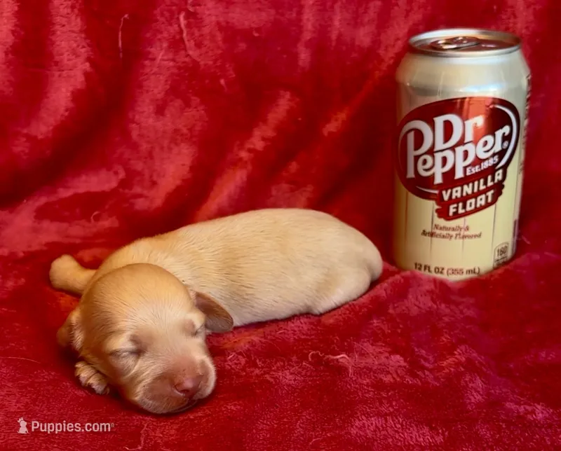 Sunny – Miniature Dachshund puppy for sale in Vilonia, AR