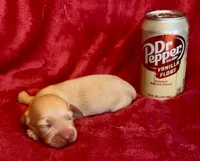 Sunny, a male Miniature Dachshund for sale in Vilonia, AR – 1 of 2