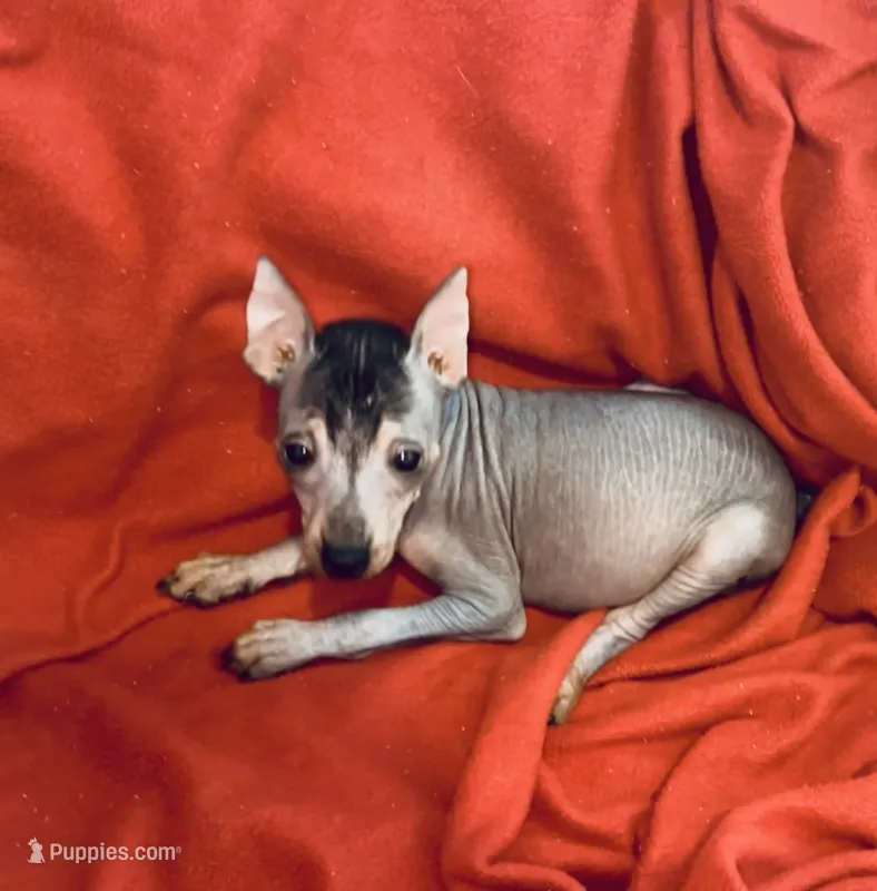 Sarge – Chinese Crested, Miniature Pinscher puppy for sale in Vilonia, AR