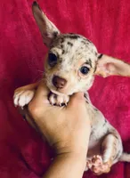 Pluto, a male Chihuahua for sale in Vilonia, AR – 5 of 7