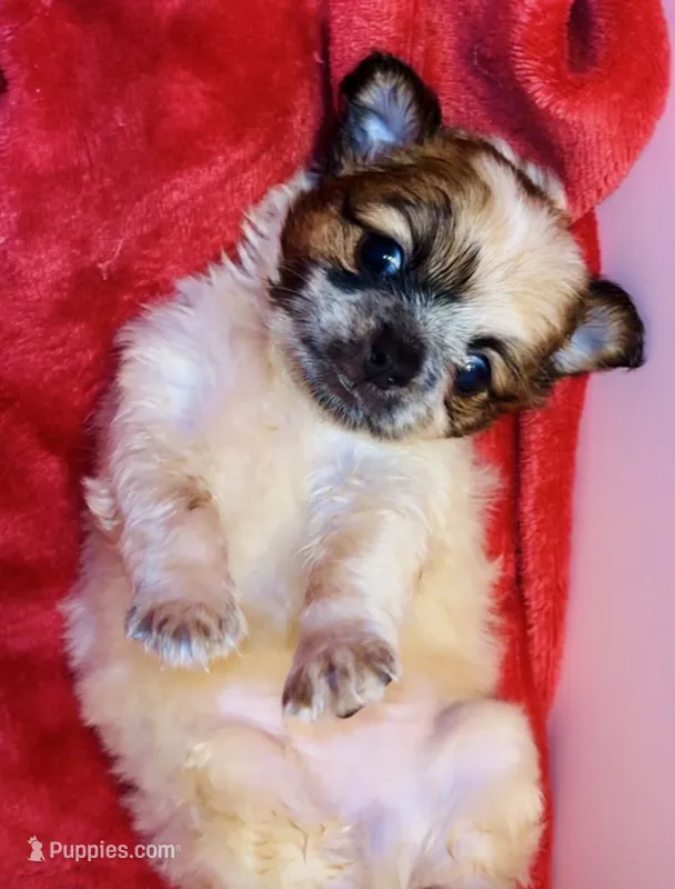Biscuit – Chihuahua puppy for sale in Vilonia, AR