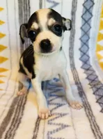 Trish, a female Chihuahua for sale in Vilonia, AR – 3 of 4