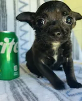 Reaper, a male Chihuahua for sale in Vilonia, AR – 2 of 5