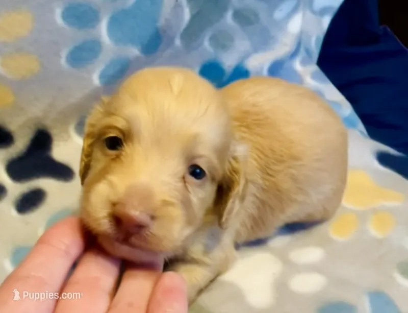 Sunny – Miniature Dachshund puppy for sale in Vilonia, AR