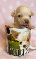 Rose, a female Chihuahua for sale in Vilonia, AR – 1 of 4