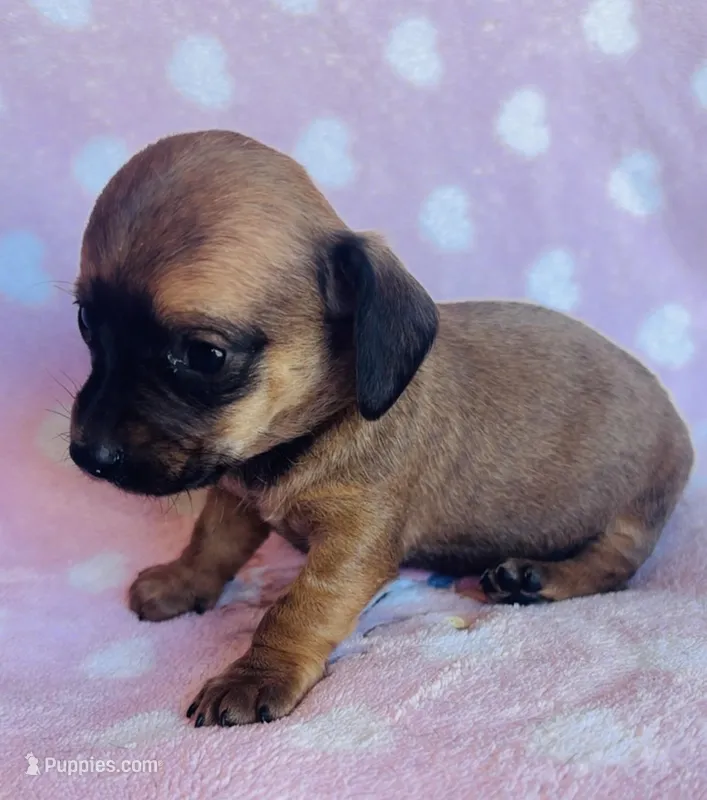 Sausage  – Miniature Dachshund puppy for sale in Vilonia, AR