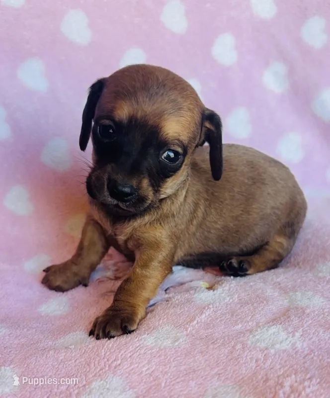 Sausage  – Miniature Dachshund puppy for sale in Vilonia, AR