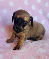 Sausage , a male Miniature Dachshund for sale in Vilonia, AR – Photo 1 of 2