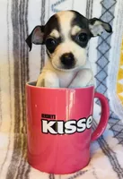 Trish, a female Chihuahua for sale in Vilonia, AR – 2 of 4