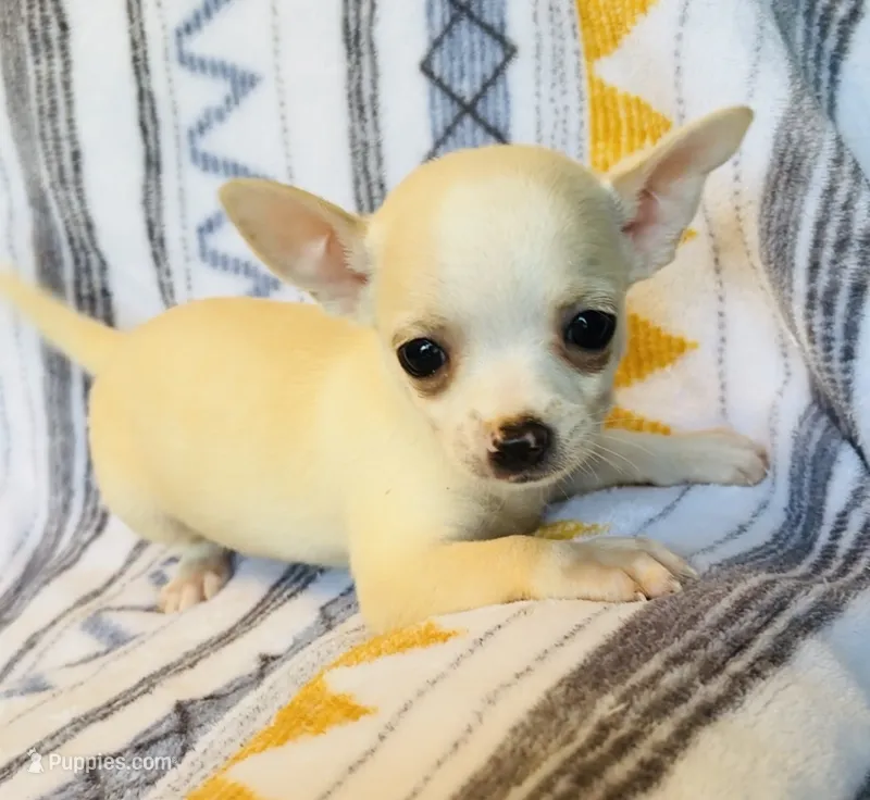 Rio – Chihuahua puppy for sale in Vilonia, AR