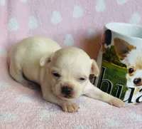 Remi , a male Chihuahua for sale in Vilonia, AR – 3 of 4
