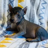 Sarge, a male Chinese Crested and Miniature Pinscher for sale in Vilonia, AR – 3 of 3