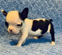 Baby Yodi, a male French Bulldog and Frenchton for sale in Vilonia, AR – 6 of 7
