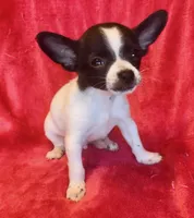 Tiny, a male Chihuahua for sale in Vilonia, AR – 4 of 5
