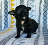 Reaper, a male Chihuahua for sale in Vilonia, AR – 4 of 5