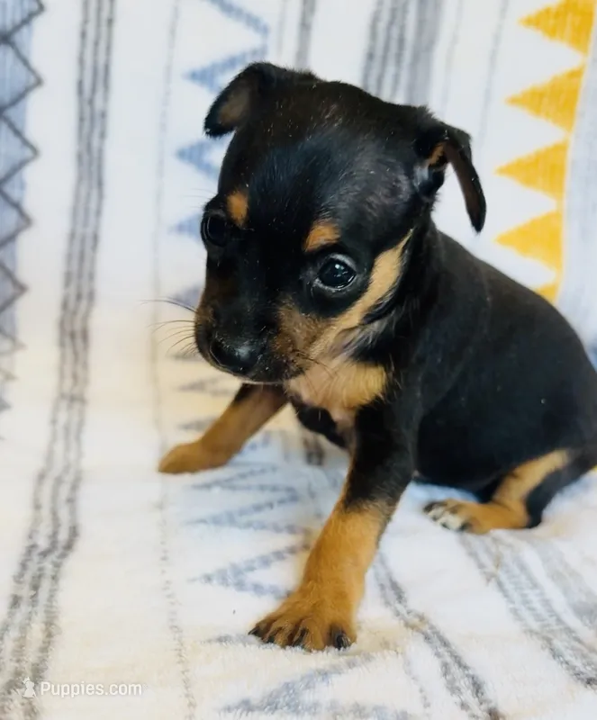 Spike  – Miniature Pinscher puppy for sale in Vilonia, AR