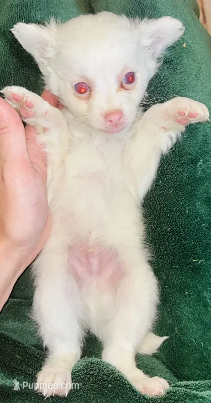 Falcore – Chihuahua puppy for sale in Vilonia, AR