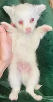 Falcore, a male Chihuahua for sale in Vilonia, AR – 1 of 1