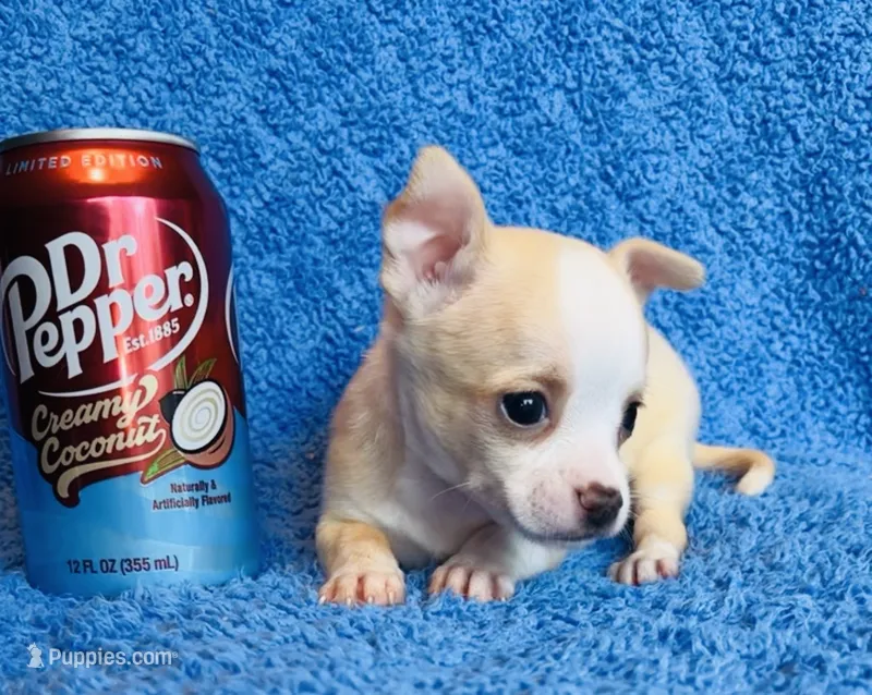 Nacho – Chihuahua puppy for sale in Vilonia, AR